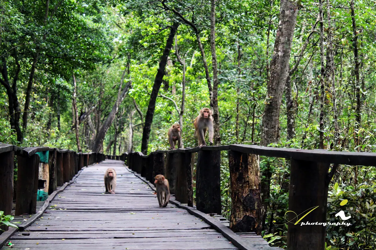 Sundarbans, Khulna Division